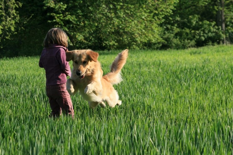 Dog Playing