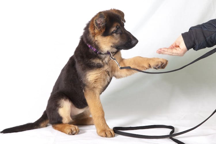 Dog Manners