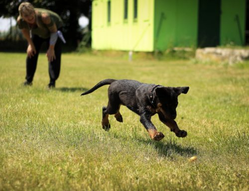 Training Dogs Using Energy