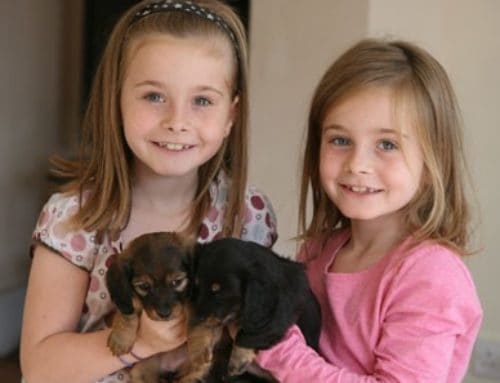 Sibling Dogs: The Worst of Both Worlds