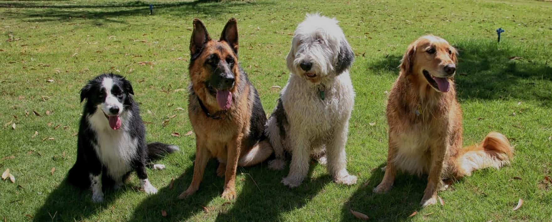 residential dog training
