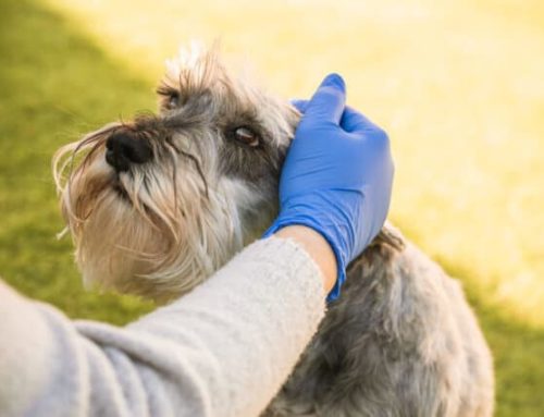 How the Kind of Leash You Use Can Affect Your Dog and Tips for Picking the Right One
